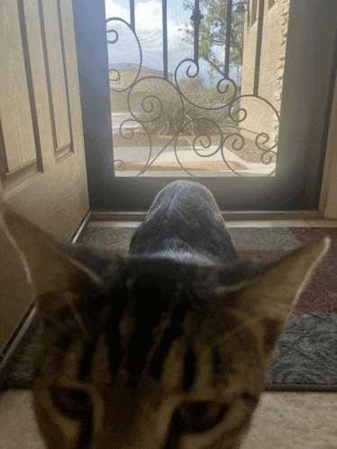 a cat looking out a door with a wrought iron gate