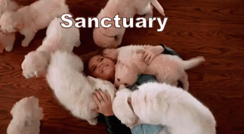 Sanctuary GIF - Sanctuary Puppies Happy Place GIFs