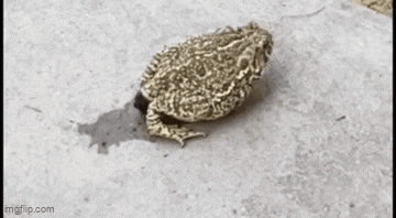 a frog is sitting on a concrete surface with a shadow on the ground .