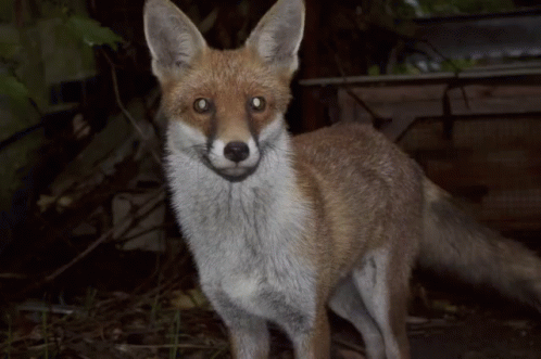 Red Fox Cute GIF - Red Fox Cute Keep The Ban GIFs