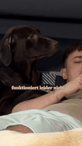Lie Down Dog On Bed GIF - Lie Down Dog On Bed GIFs
