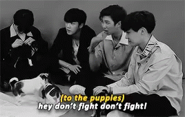 Bts Dont Fight GIF - Bts Dont Fight Puppies GIFs