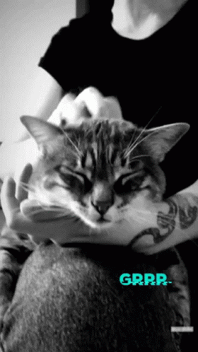 Cat Kitty GIF - Cat Kitty Cute GIFs