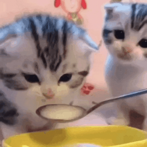 two kittens are eating food from a yellow bowl with a spoon .