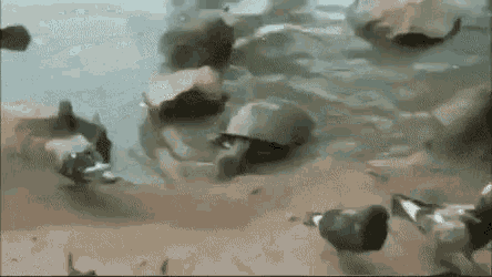 เต่า กินนก GIF - เต่า กินนก Turtle GIFs