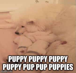Puppies Puppy GIF - Puppies Puppy Pups GIFs