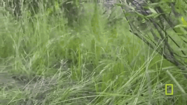 a otter is walking through a field of grass .