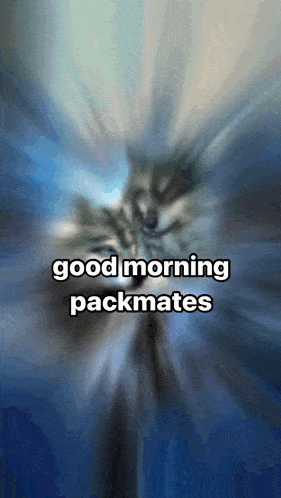 a blurred image of a cat with the words good morning packmates below it