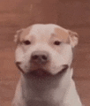 a brown and white dog is sitting on a wooden floor and smiling .