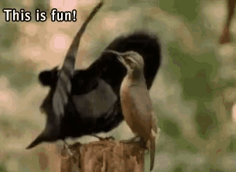Funny Animals Great GIF - Funny Animals Great Party GIFs