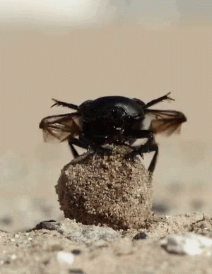 Bugs Beetle GIF - Bugs Beetle GIFs