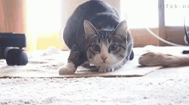 Cat Shaq GIF