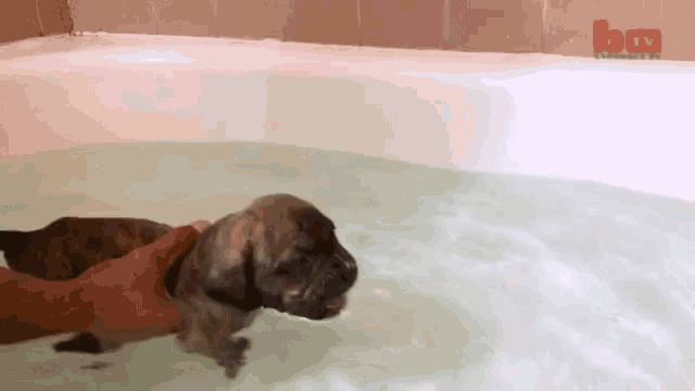 a person is petting a puppy in a bathtub with the bm tv logo in the corner