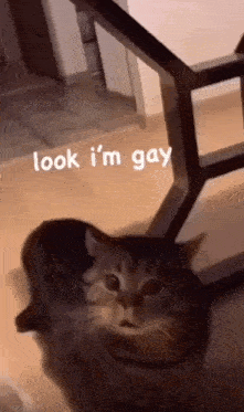 a cat standing next to a staircase with the words look i 'm gay written on it