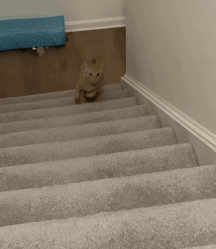Figgy Stairs GIF - Figgy Stairs Figaro GIFs