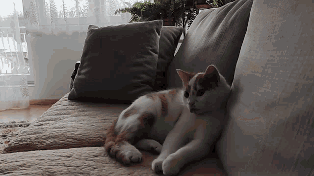 a cat laying on a couch with pillows on it