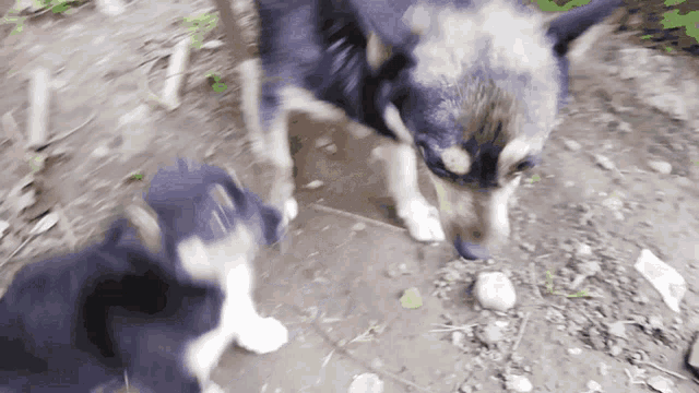 a black and white dog standing next to another dog on the ground