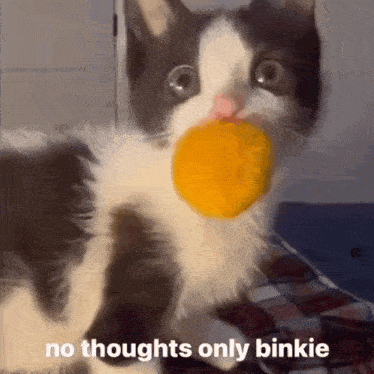 Binkie Cat GIF - Binkie Cat GIFs