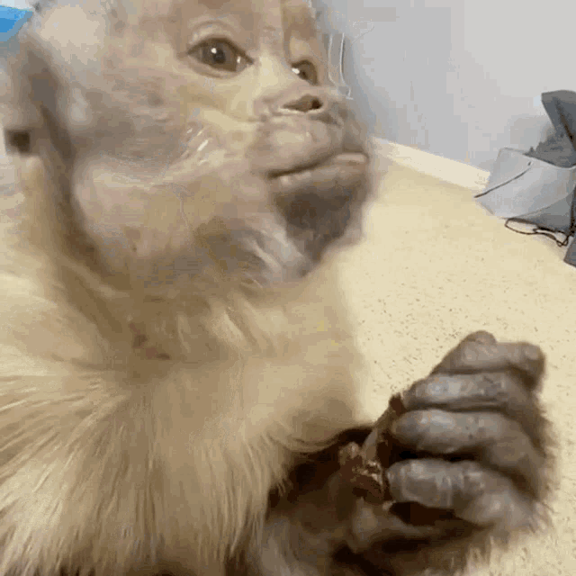 Monkey Eating GIF - Monkey Eating GIFs