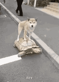 a dog is standing on top of a turtle on the sidewalk .