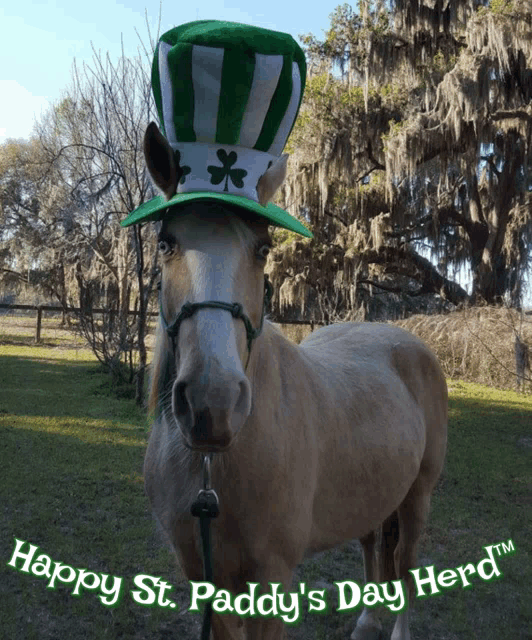 a horse wearing a green hat that says happy st. paddy 's day herd on the bottom