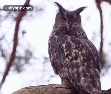 Owl.Gif GIF - Owl Gudlaguba Birds GIFs
