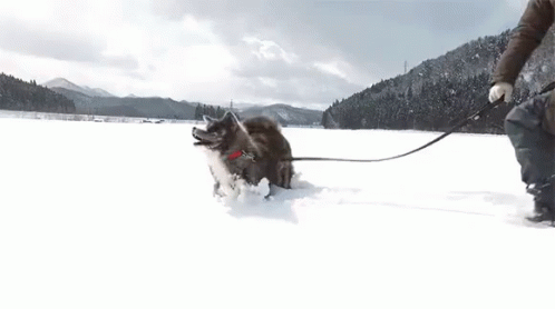 雪　スキー　遊ぶ　秋田犬 可愛い犬　わんちゃん GIF - Akita Snow Play GIFs