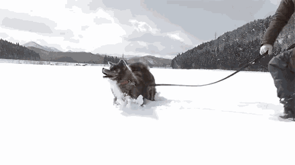 a dog is walking in the snow on a leash .