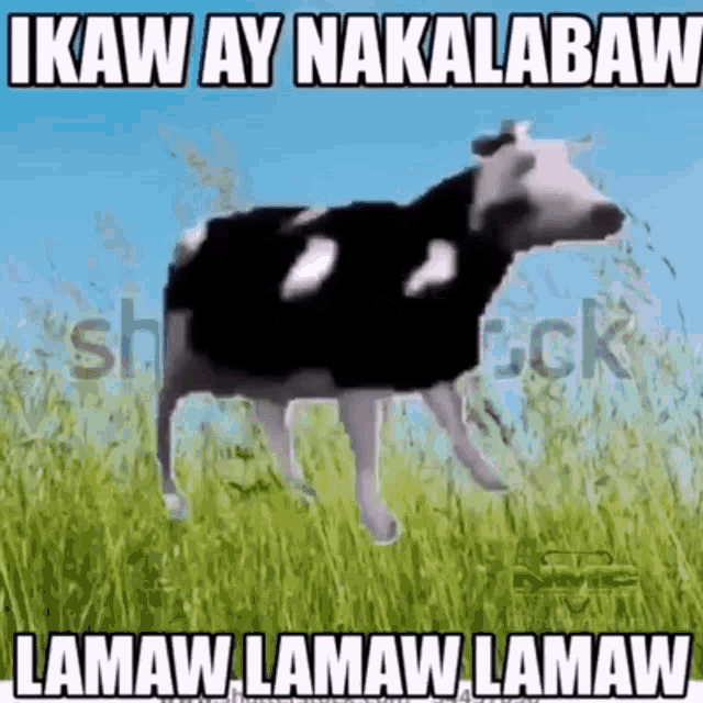 Kalamaw GIF - Kalamaw GIFs