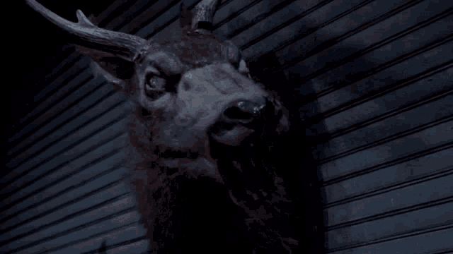 a statue of a deer with antlers is hanging on a wall