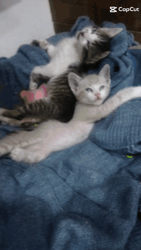 a couple of kittens laying on a blue blanket with the caption capcut