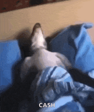 a cat is laying on a bed with the word cash written on the bottom
