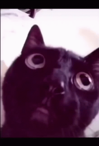 Cat Cat React To Cringe GIF - Cat Cat React To Cringe GIFs