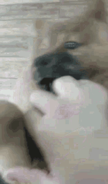 a close up of a dog 's face with a person 's hand .