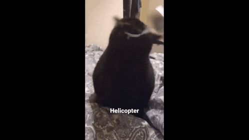 a dog and a cat are playing on a bed with the word helicopter written on the bottom of the screen .