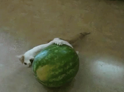 Gato Trata De Comerse Sandia GIF - Cat Melon Biting GIFs