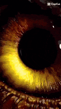 a close up of a person 's eye with a capcut logo in the corner