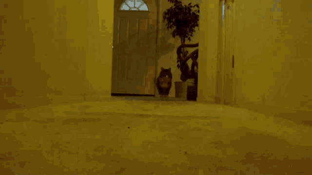 a cat is walking down a hallway in front of a plant