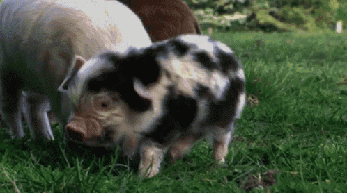 a group of pigs are standing in the grass and one of them has spots on it