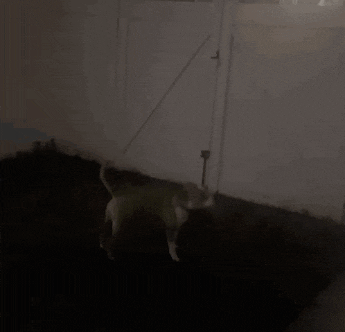 a dog is standing in a dark room next to a fence