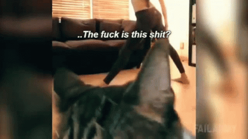 Funny Cat The Fuck Is This Shit GIF - Funny Cat The Fuck Is This Shit What GIFs