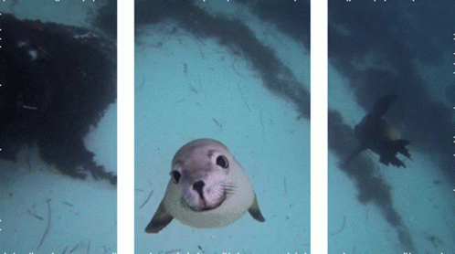 Abell46s Foca GIF - Abell46s Foca Hola Que Hace GIFs