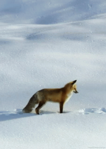 Snow Fox From Http://Headlikeanorange.Tumblr.Com/ GIF - Fox Snow Winter GIFs