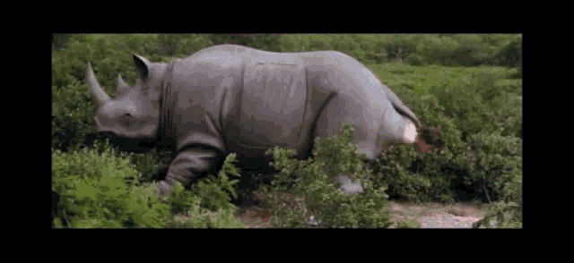 a rhinoceros is walking through a field of shrubs