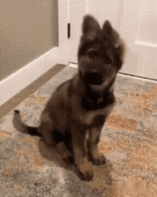a small puppy is sitting on a rug in a hallway