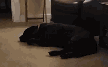 a black dog is laying on the floor next to a black couch .