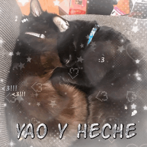 a picture of two cats with the words yao y hecho written below them