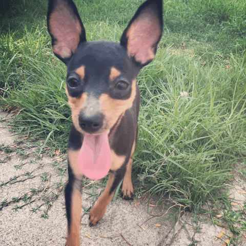 a small black and brown dog with a pink tongue