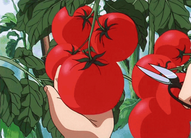 a person is cutting a tomato with scissors in a garden