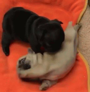 Puppy Pug GIF - Puppy Pug Dog GIFs